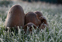 Large Cluster Of Reddish Brown Cap Mushrooms Amongst Frozen Dew Drop Covered Grass On A Cold Frosty Morning