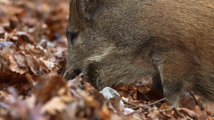 Wall Mural - closeup young wild boar sus scrofa calm piggy looking for nutriment in dark woods. wildlife tranquil
