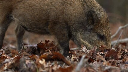 Wall Mural - closeup young wild boar sus scrofa calm piggy looking for nutriment in dark woods. wildlife tranquil