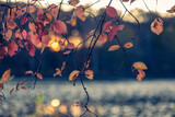 Fototapeta Sawanna - Close-up of autumn leaves in late afternoon sun beside a lake