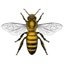 Honey Bee Illustrated In A Vintage Style.  Yellow Is Isolated On A Separate Layer.