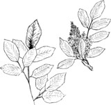 Fototapeta Motyle - Ash ink illustration. Minimal plants drawing set. Monochrome nature artworks group. Minimal style. Vector design. 