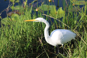 Poster - Great Egret