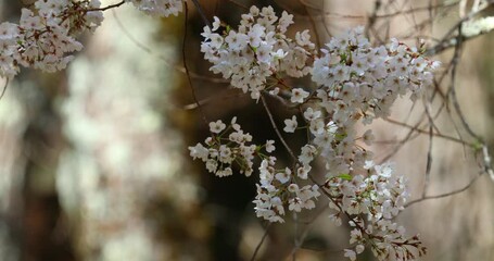 Wall Mural - Spring in Taiwan, the season of cherry blossoms, Wuling Farm, white fog, cherry blossoms