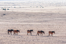Wild Horses Of The Namib Walking In A Row