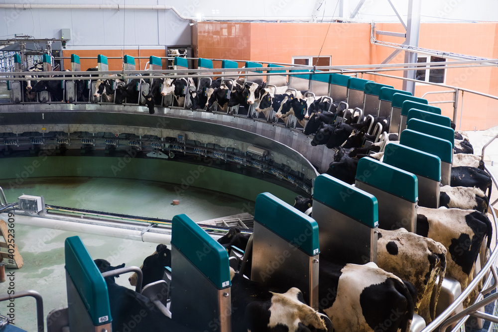 Automated milking line for cows on modern dairy farm - obrazy, fototapety, plakaty 