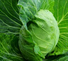Fresh Green Leafy Cabbage Closeup Picture