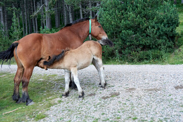 Wall Mural - Potros, yeguas y percheron