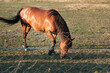 Brązowy koń za ogrodzeniem z siatki.
