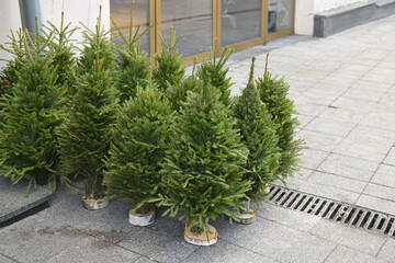 Wall Mural - Small live Christmas trees on street in Moscow, Russia