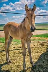 Horse on the farm in the paddock close-up.