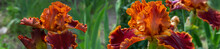 Beautiful Orange Iris Flowers Grow In The Garden.