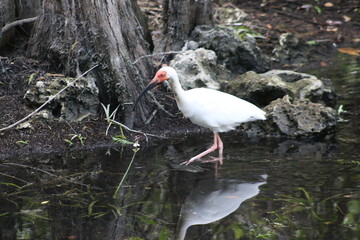 Sticker - American White Ibis