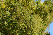 Japanese Pagoda Tree Free Stock Photo - Public Domain Pictures