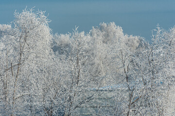 Trees in snow at cold winter day