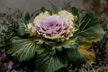 Beautiful Decorative Ornamental Cabbage And Kale With Bright Magenta And Grey Frilly Leaves In The Garden, Purple Lettuce Plant, Brassica Oleracea, Horizontal Close Up Of Colorful Flower
