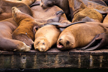 Sea Lions Resting On The Pier