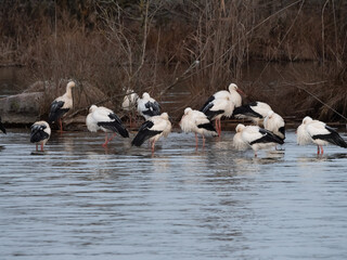 Wall Mural - Large flocks of white storks (Ciconia ciconia) spend the winter on the shores of the Upper Zurich Lake (Obersee) near Rapperswil-Jona, Sankt Gallen, Switzerland