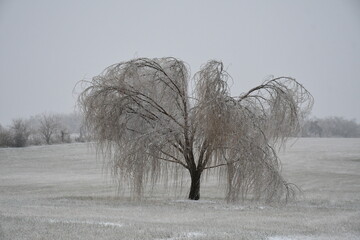 Canvas Print - Snowy Weeping Willow Tree