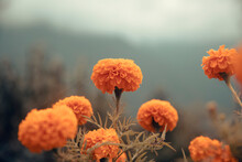 Marigolds Flower In Mountain At Annapurna Range.