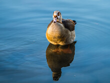 Egyptian Goose Standing In Transparent Water In Lake