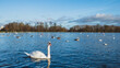 Birds and landscape of Hyde Park in London, UK