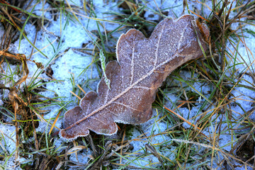 Wall Mural - froazen alone oak leaf