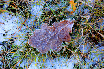 Wall Mural - alone fallen autumn frozen oak leaf