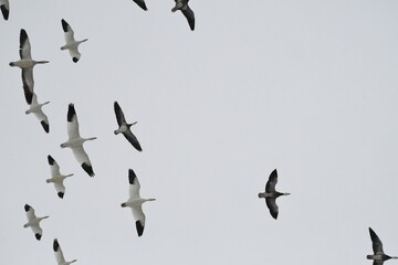 Canvas Print - Geese