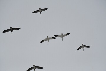 Canvas Print - Geese