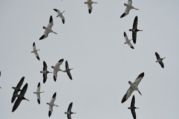 Canvas Print - Geese