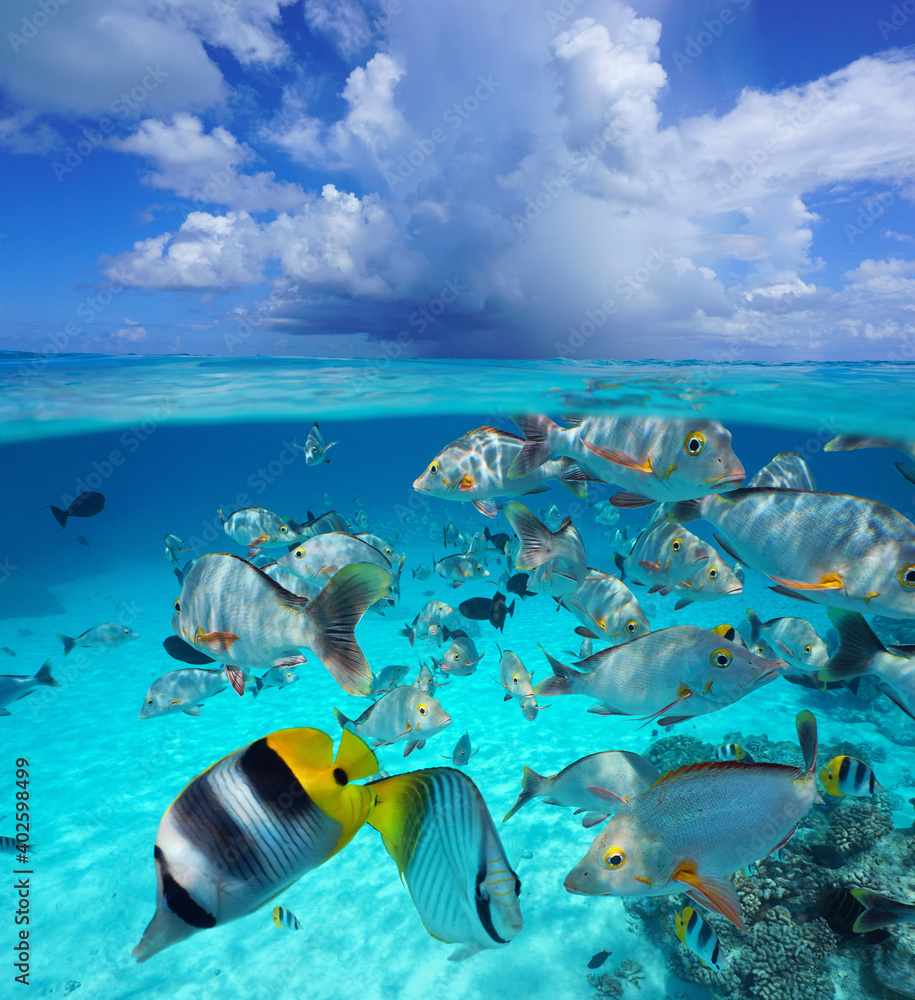 Cloud above sea surface with tropical fish underwater, seascape over and  under water, Pacific ocean, French Polynesia, Oceania Stock Photo | Adobe  Stock, image size:915x1000