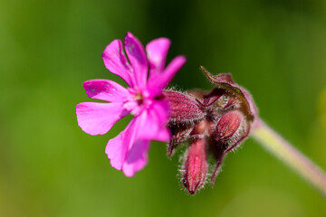 bee on flower