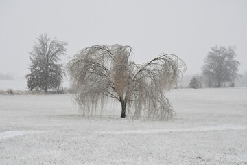 Poster - Weeping Willow Tree in a Snowy Field