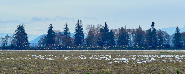 Wall Mural - Snow Geese Bird  Flying  perking gathering