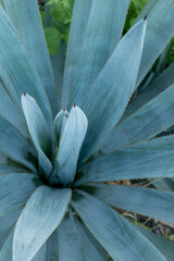 Poster - Tequila Jalisco México, paisaje de campos de agave