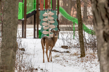 Wall Mural - The white-tailed deer in the park