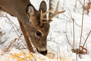 Poster - Young White-tailed deer in the snowy forest