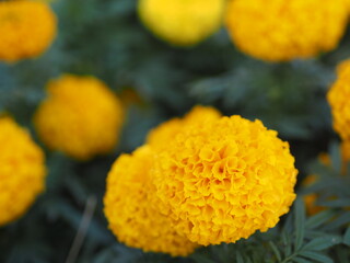 African marigold, American or Aztec marigolds flower Beautiful yellow color Flowers growing blooming in garden nature background