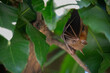 A bat is hanging down under the shade of mango tree using its wings to cover its body and to hide it from an enemy in the daytime. It eats fruits and small insects for food at nighttime.