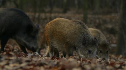 Wall Mural - closeup youngs wild boar sus scrofa calm piggy looking for nutriment in dark woods. wildlife tranqui