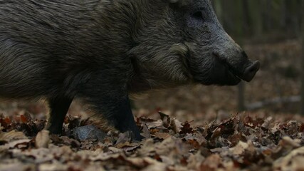 Wall Mural - closeup wild boar sus scrofa calm piggy looking for nutriment in dark woods. wildlife tranquil scene
