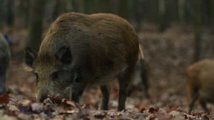 Wall Mural - closeup youngs wild boar sus scrofa calm piggy looking for nutriment in dark woods. wildlife tranqui
