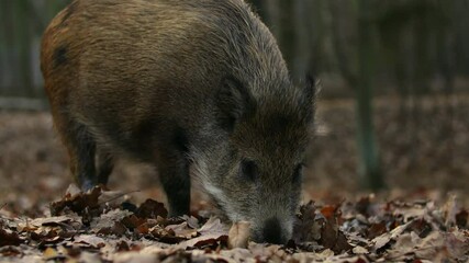 Wall Mural - closeup young wild boar sus scrofa calm piggy looking for nutriment in dark woods. wildlife tranquil