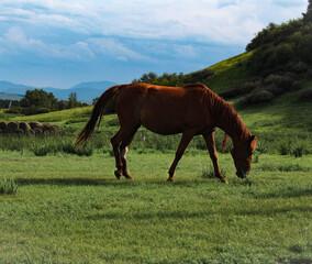 horse in the field