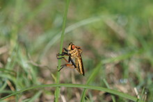 Robber Fly Is Holding On A Plant Leaf. Facing Left.