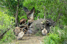 Vultures On An Elephant Carcass