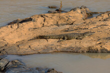 Crocodile Sunbathing On A Stone Island On The Kunene River, Namibia