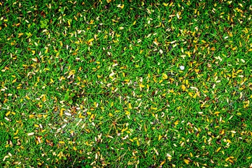 small yellow leaf on green grass background