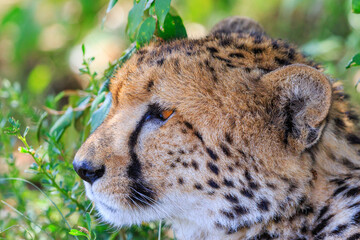 Poster - Beautiful Cheetah close up in the shadow looking at something